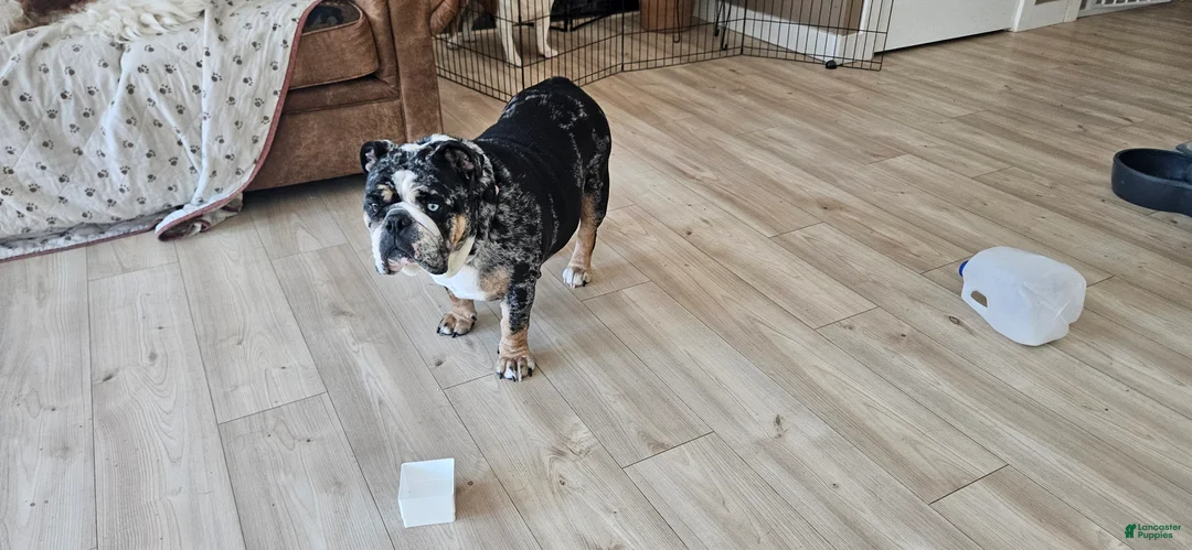 English Bulldog dogs for sale: English Bulldog Puppy 1 - Ad 1