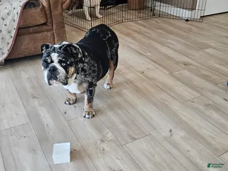 English Bulldog dogs for sale: English Bulldog Puppy 1 - Ad 1