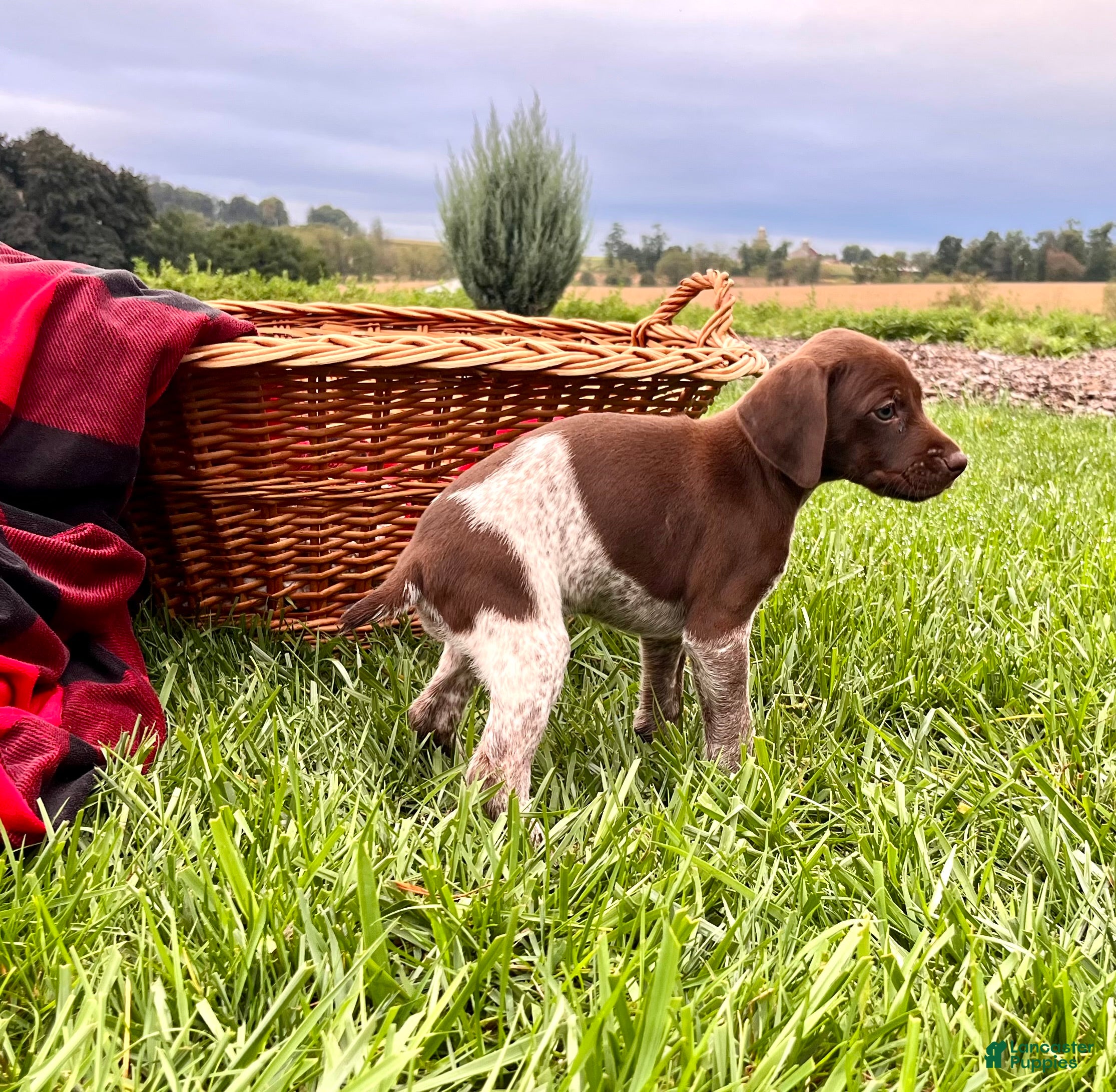 German Shorthaired Pointer dogs Ginger❤️Akc Registered🐾Text or call today - Ad 2