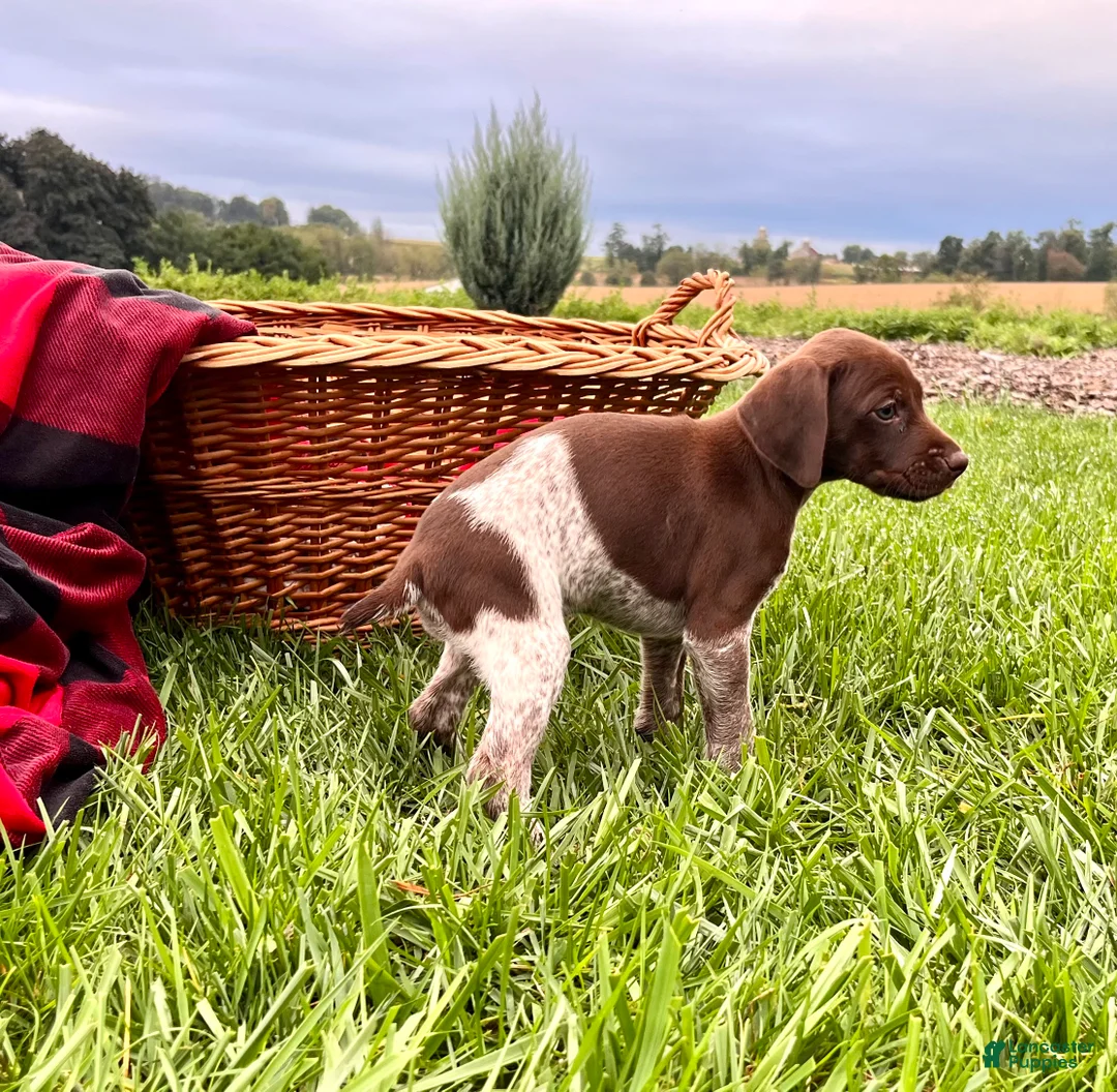 German Shorthaired Pointer dogs for sale: Ginger❤️Akc Registered🐾Text or call today - Ad 2