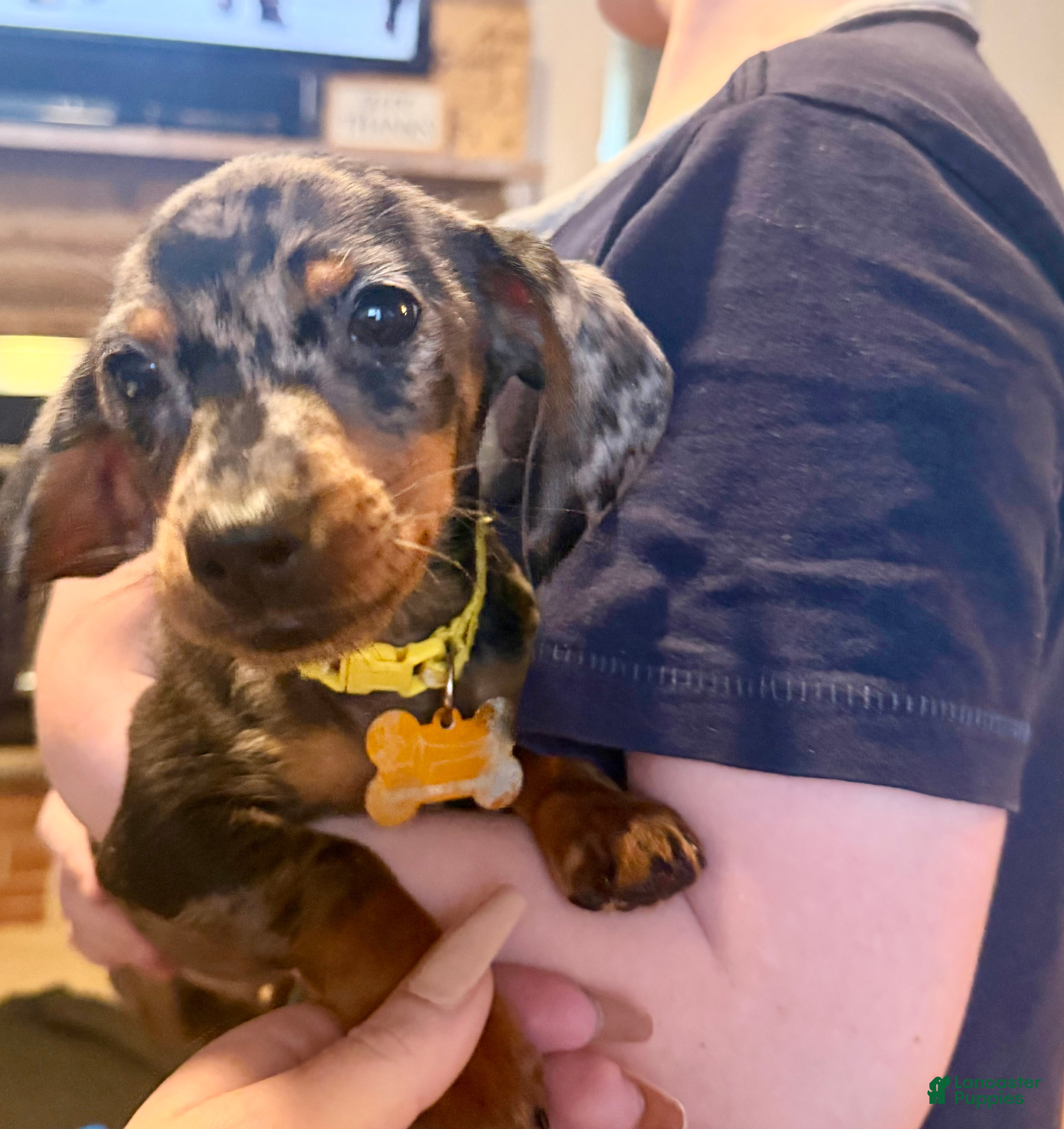 Miniature Dachshund dogs Miniature Dachshund Puppy 1 - Ad 15