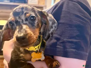 Miniature Dachshund dogs Miniature Dachshund Puppy 1 - Ad 15