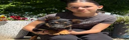 German Shepherd dogs for sale: Olive  - Ad 1