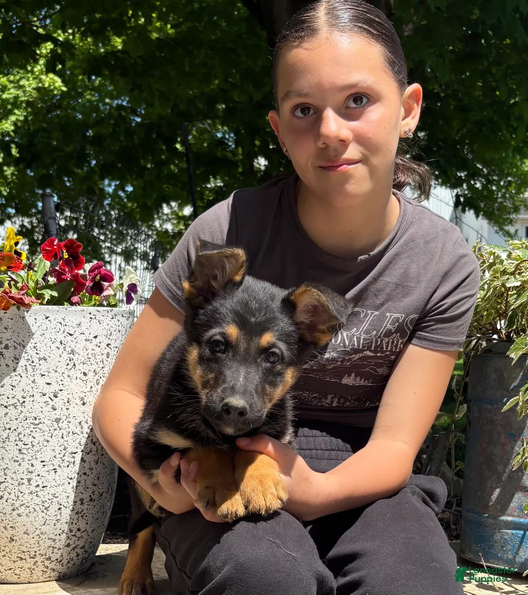 German Shepherd dogs for sale: Olive  - Ad 1