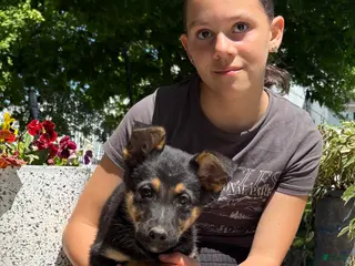 German Shepherd dogs Olive - Ad 7