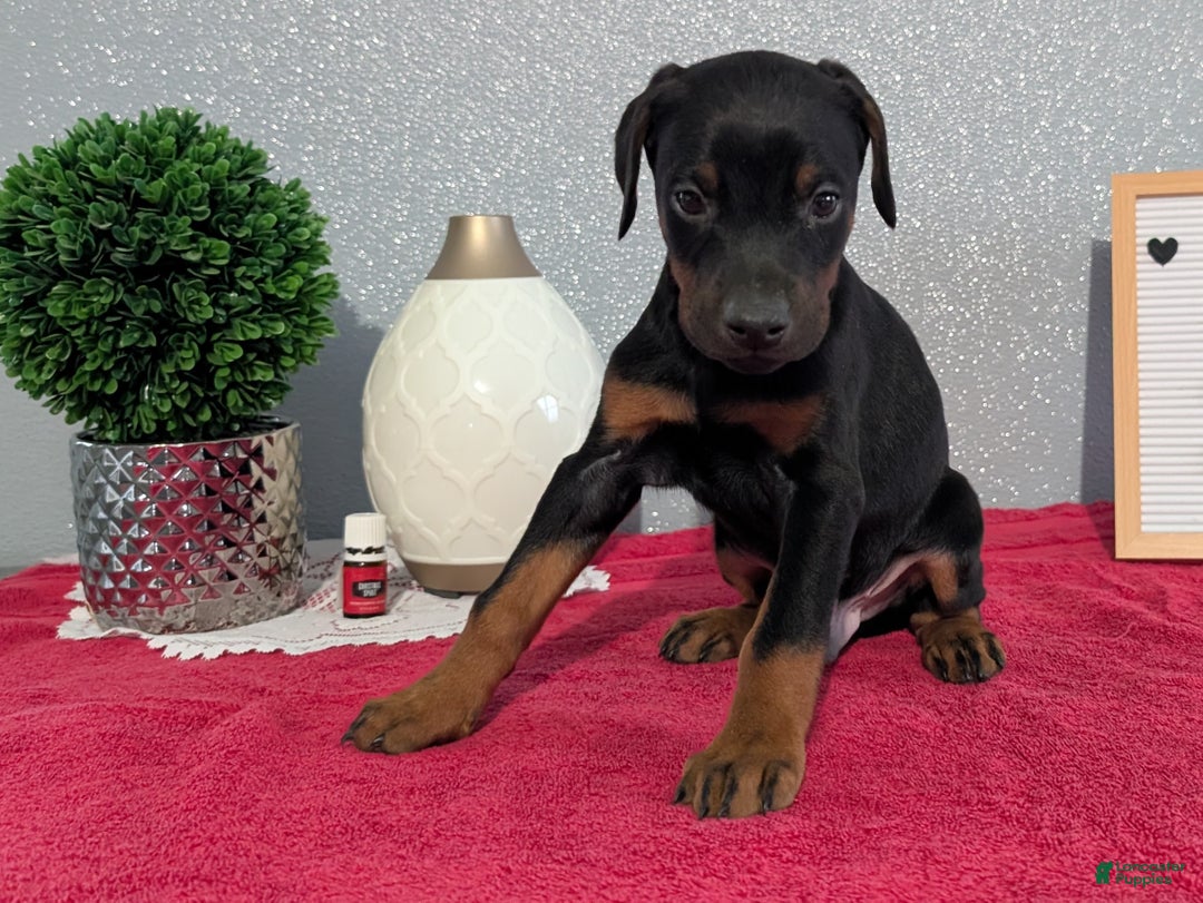 Doberman Pinscher dogs for sale: Lando - Ad 4