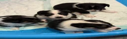 Mixed Breed dogs for sale: Tova - Ad 5