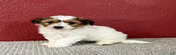 Teddy Bear dogs for sale: Jax - Ad 3