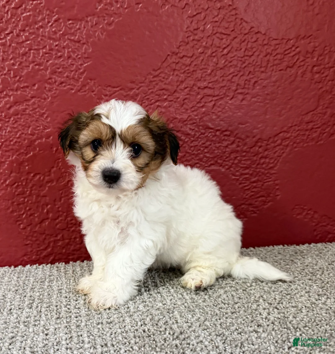 Teddy Bear dogs for sale: Jax - Ad 3