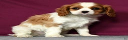 Cavalier King Charles Spaniel dogs for sale: Conrad - Ad 2