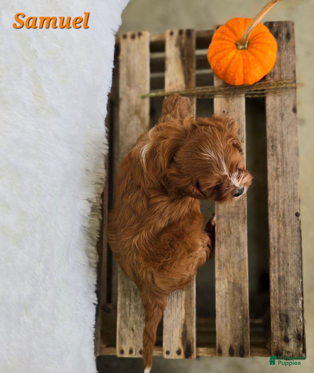 Cavapoo dogs for sale: Samuel - Ad 5