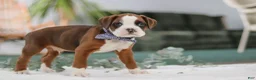 Boxer dogs for sale: Dozer - Ad 4