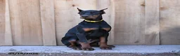 Doberman Pinscher dogs for sale: Reese - Ad 3