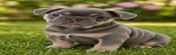 French Bulldog dogs for sale: Lilac Tri Male French Bulldog 2 - Ad 1