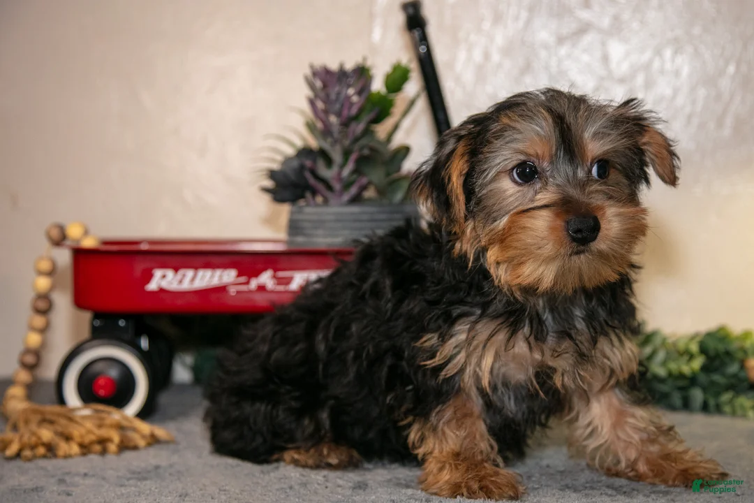 Yorkshire Terrier dogs for sale: Mario - Ad 2