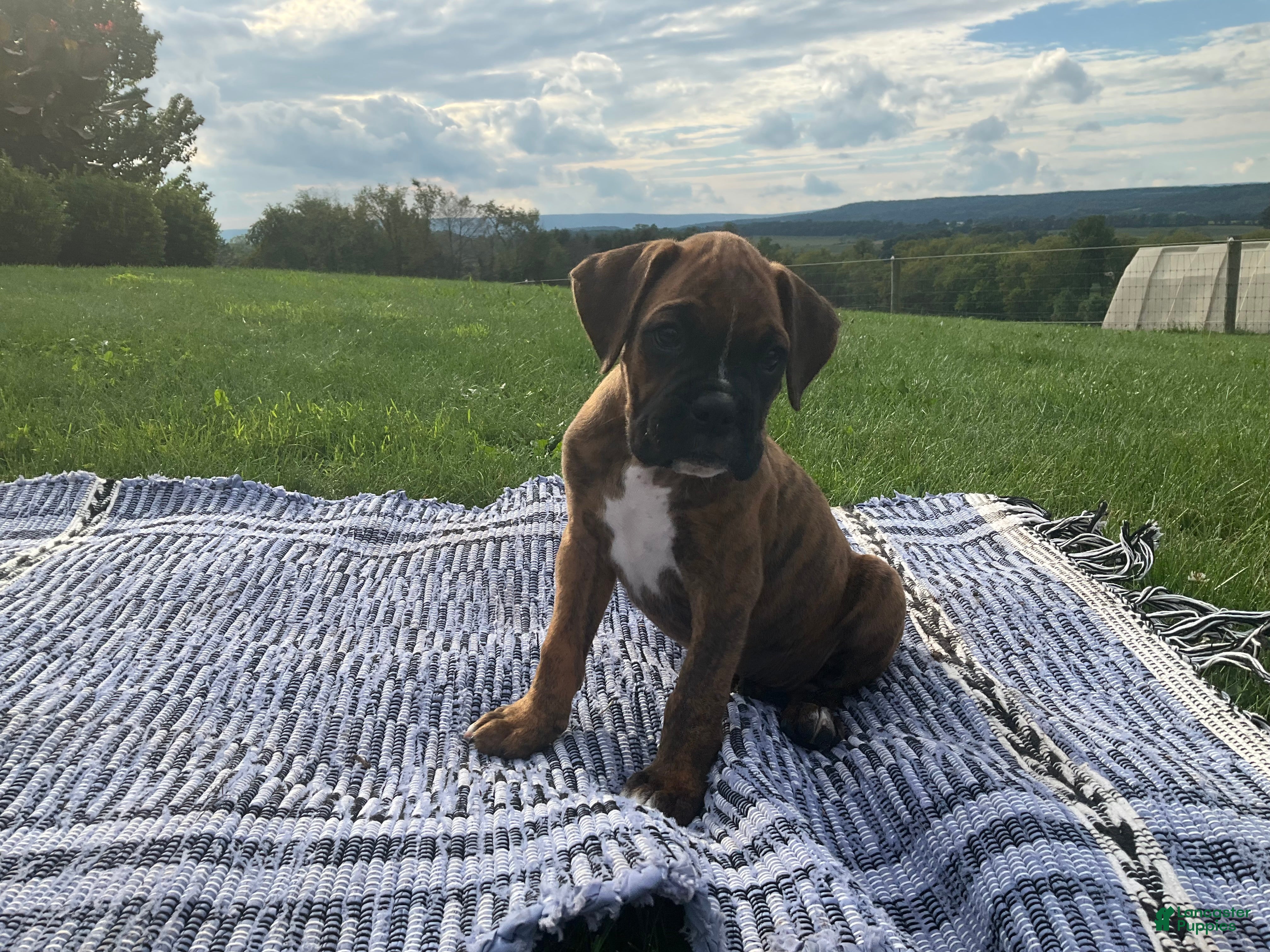 Boxer dogs Granger - Ad 1