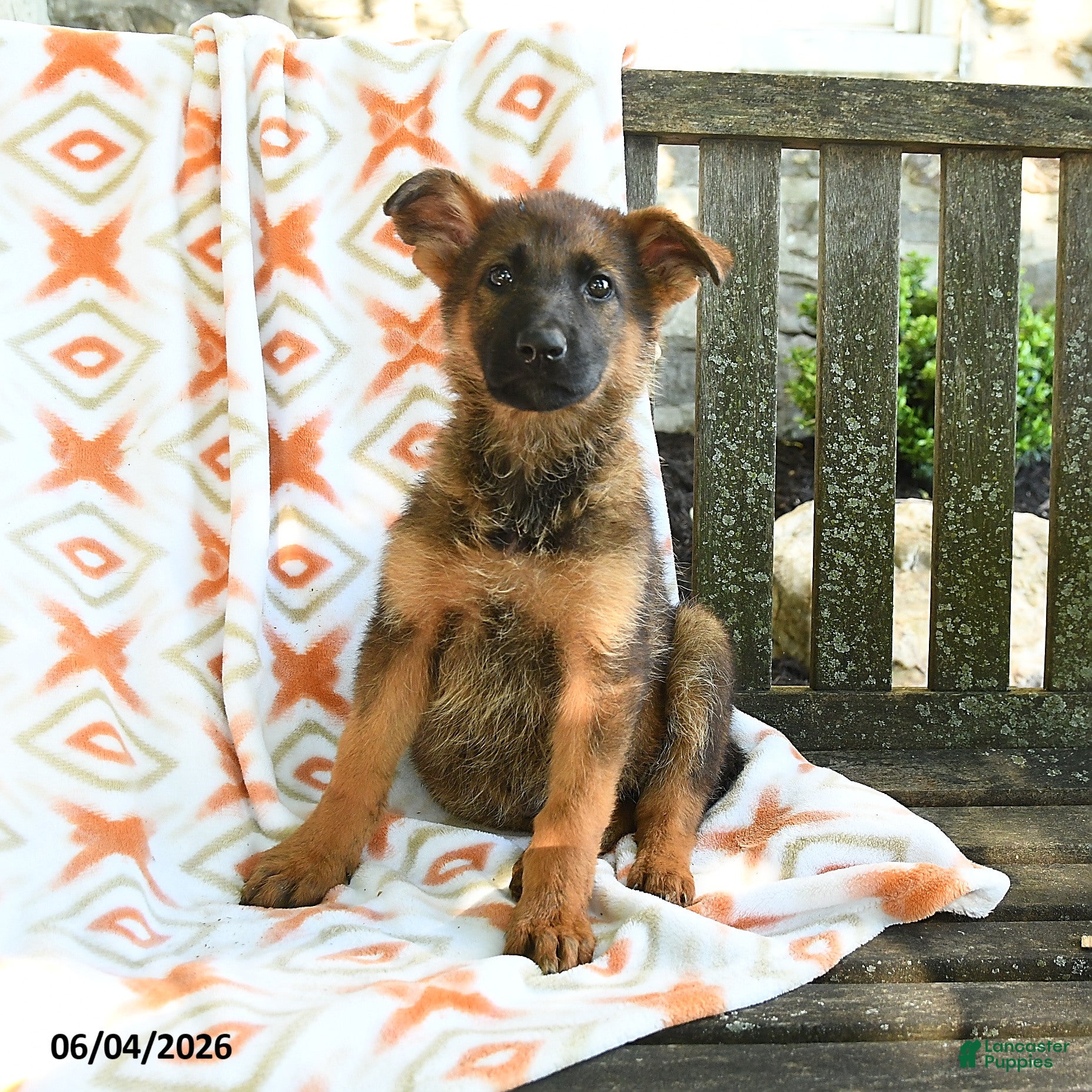 German Shepherd dogs Barb  - Ad 2