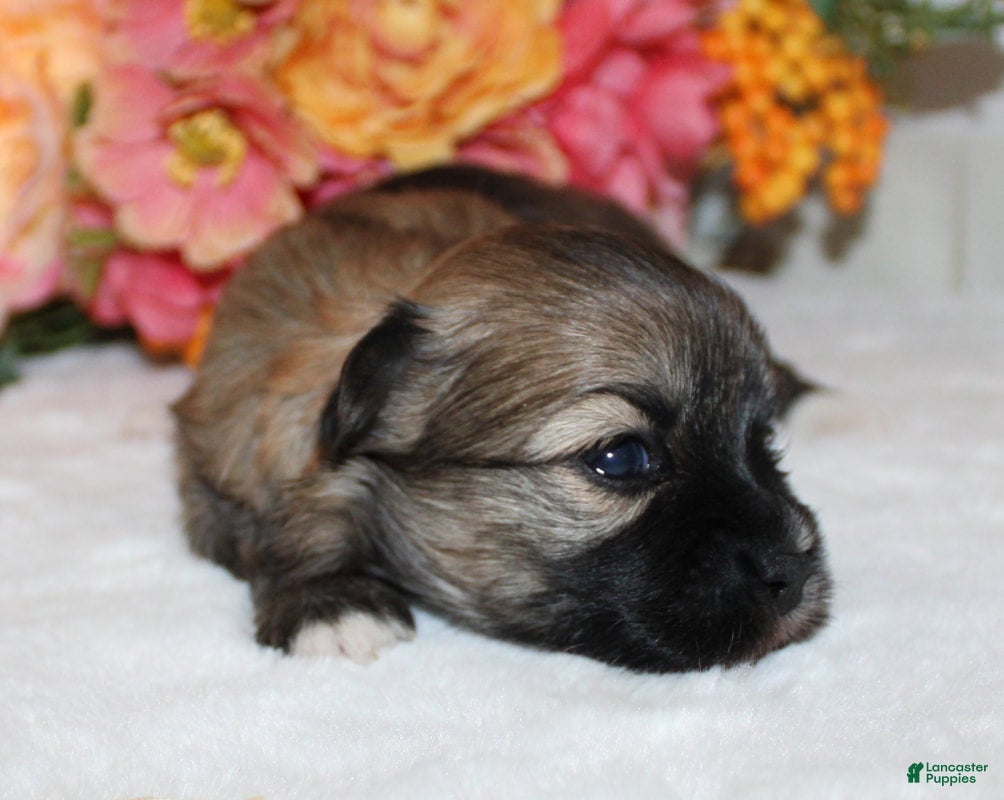 Havanese dogs Victory - Ad 5