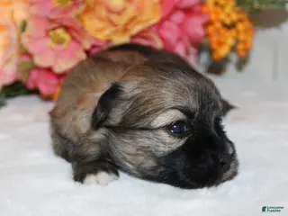Havanese dogs Victory - Ad 5