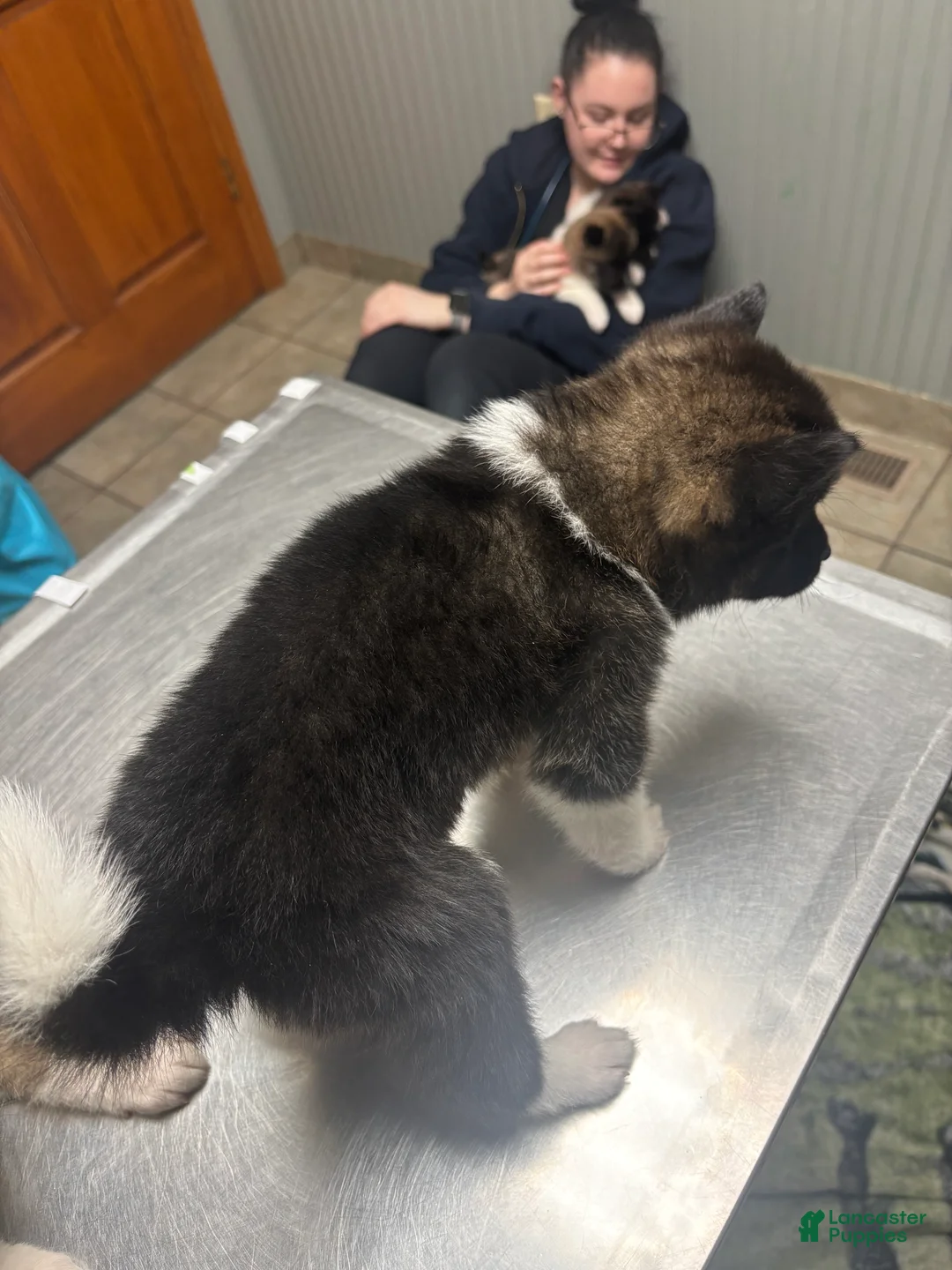 Akita dogs for sale: Akita Puppy 6 - Ad 1