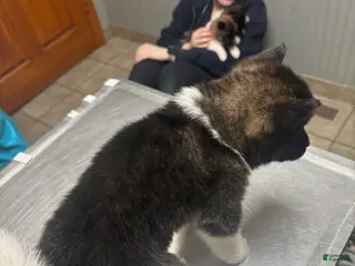 Akita dogs Akita Puppy 6 - Ad 36