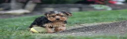 Yorkiepoo dogs for sale: Beckham - Ad 18