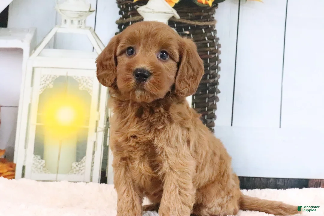 Mini Goldendoodle dogs for sale: Libby - Ad 1