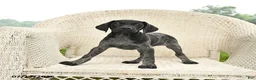 German Shorthaired Pointer dogs for sale: Daisy - Ad 3