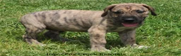 Great Dane dogs for sale: Murphy - Ad 7