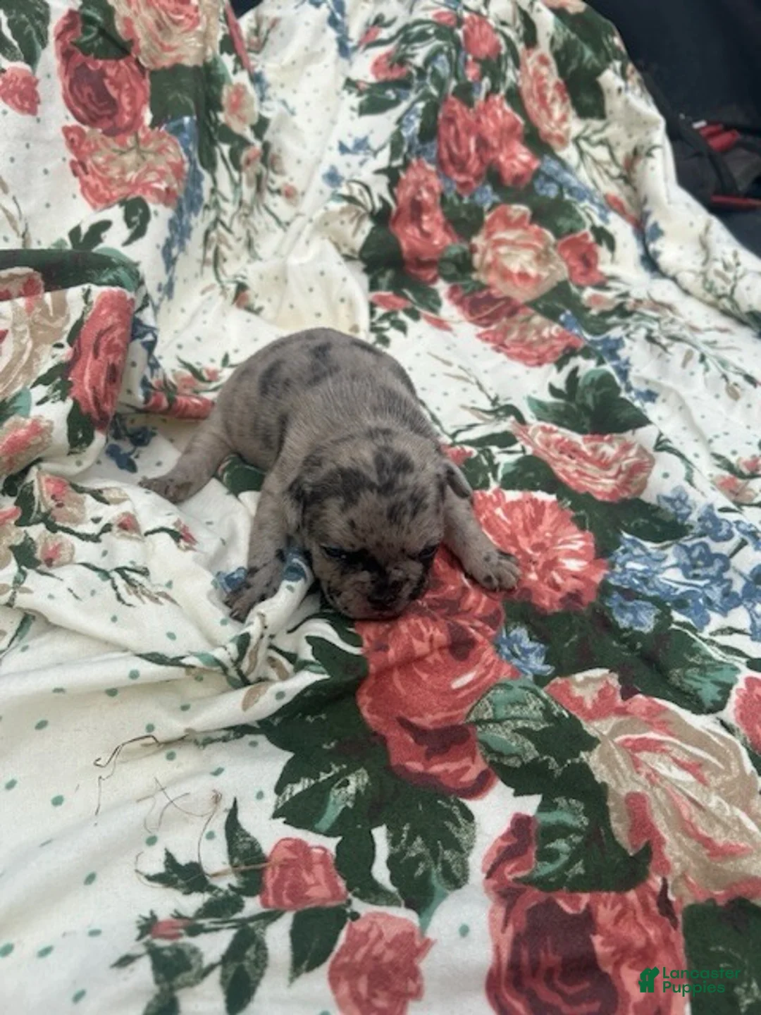 French Bulldog dogs for sale: Jess - Ad 3