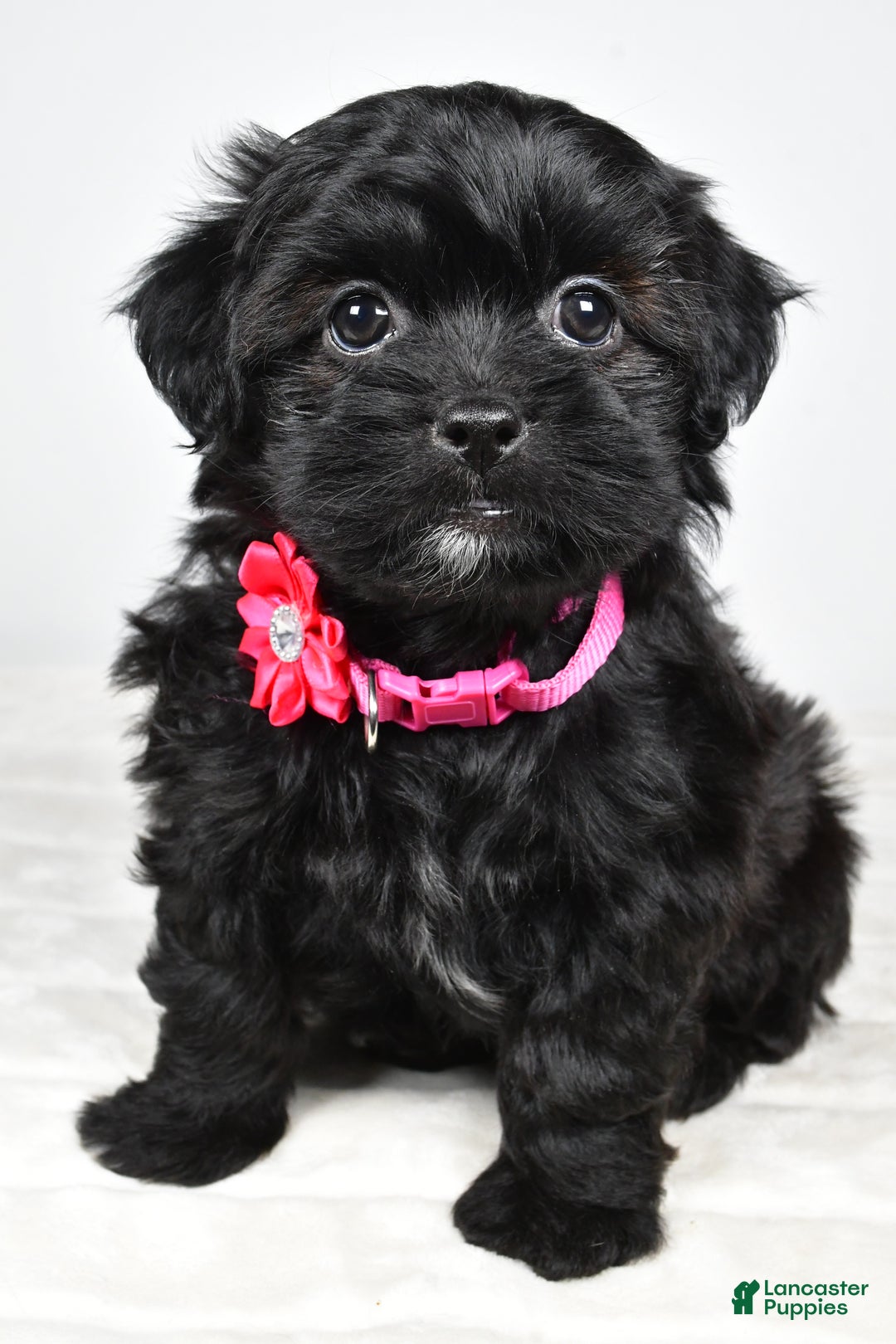Shihpoo dogs for sale: Izzy - Ad 5