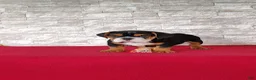 Beabull dogs for sale: Ellie - Ad 2