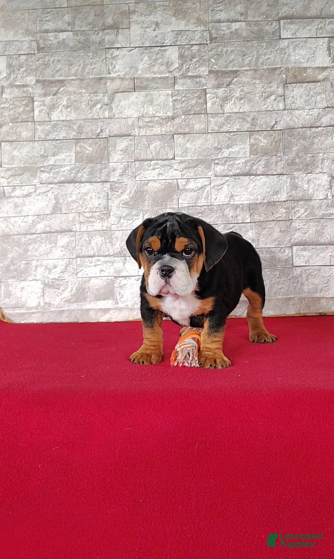 Beabull dogs for sale: Ellie - Ad 2