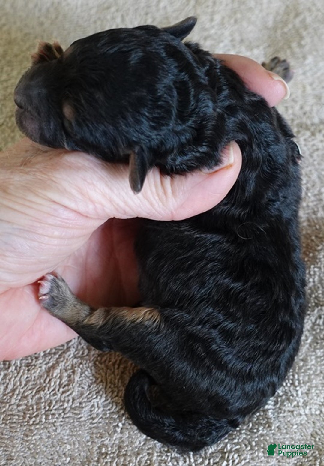 Maltipoo dogs for sale: Zircon - Ad 9