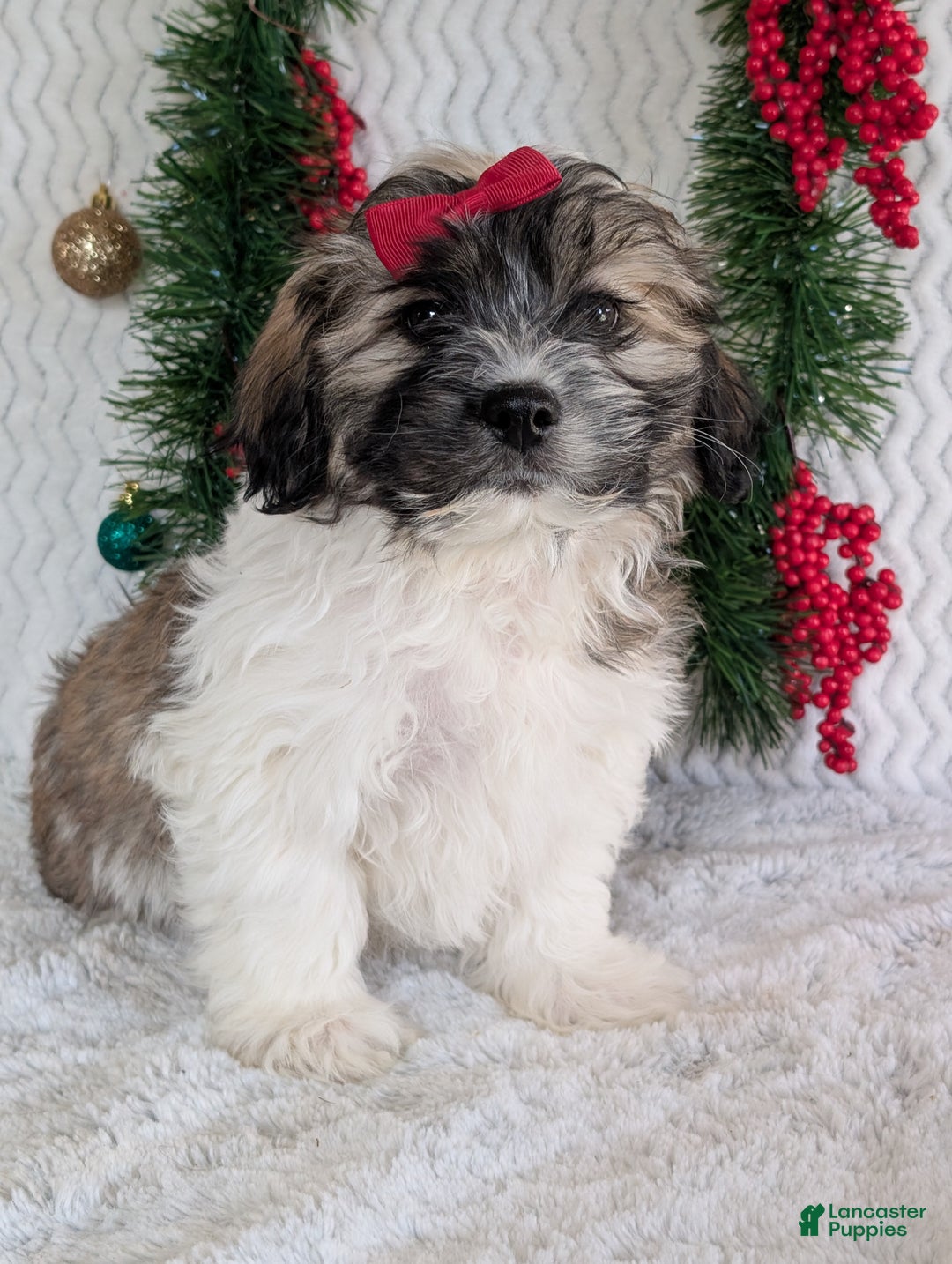 Teddy Bear dogs for sale: Loki - Ad 2