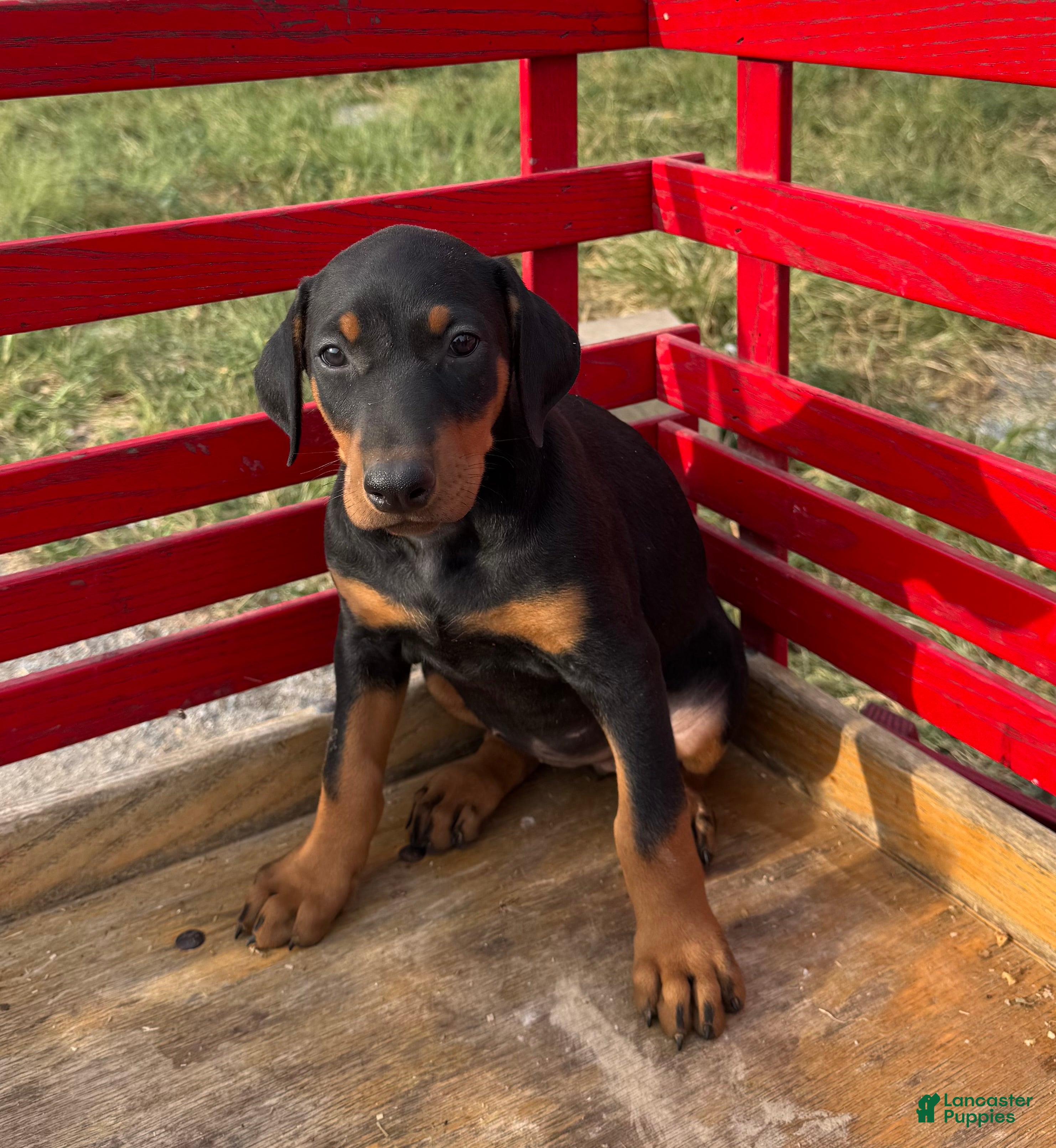 Doberman Pinscher Puppies for sale in Kentucky Lancaster Puppies