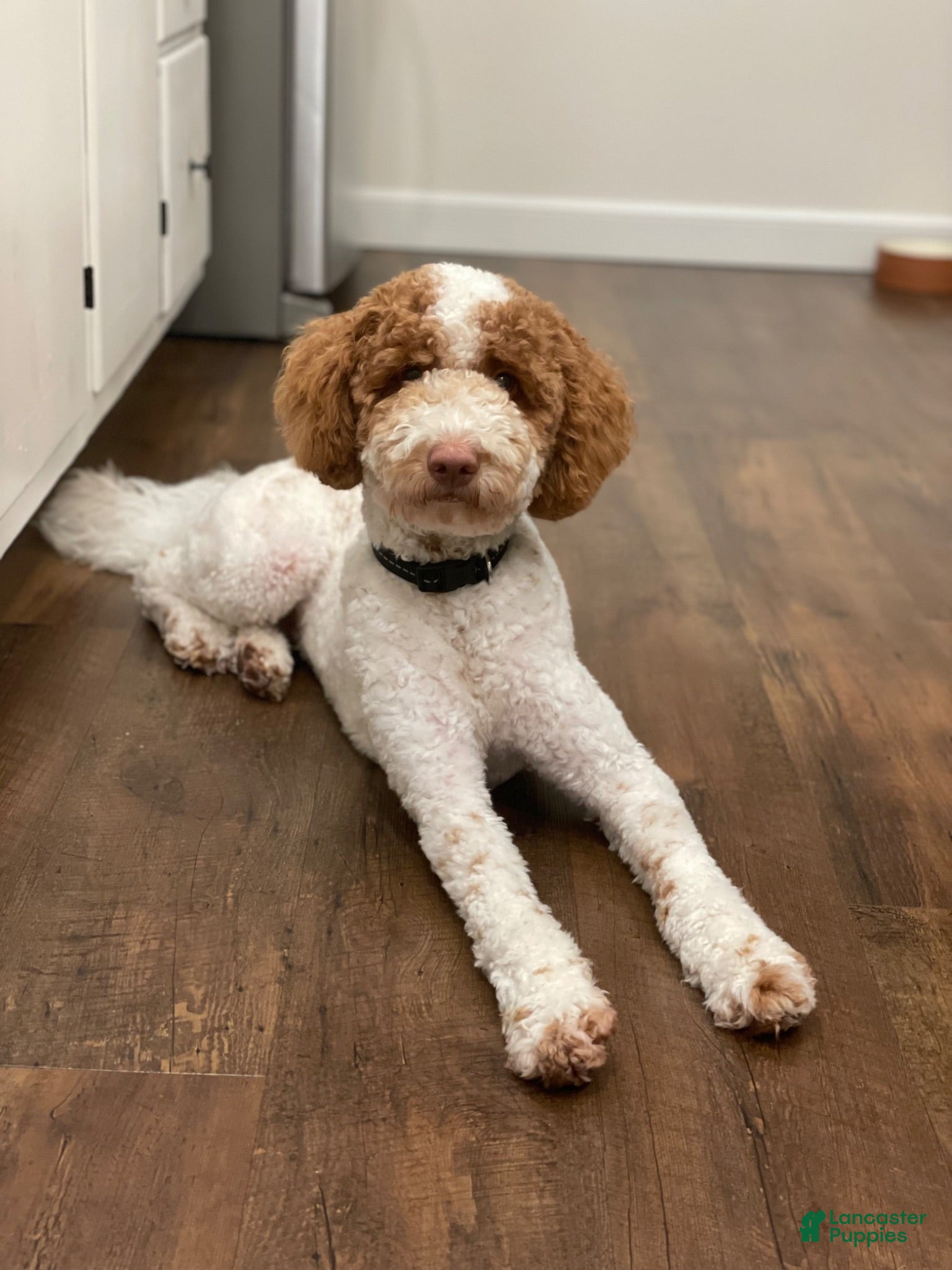 Mini Goldendoodle dogs Ivy - Ad 2
