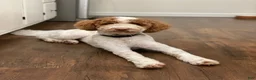 Mini Goldendoodle dogs for sale: Charlie - Ad 2