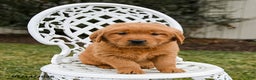 Golden Retriever dogs for sale: Pippi - Ad 4