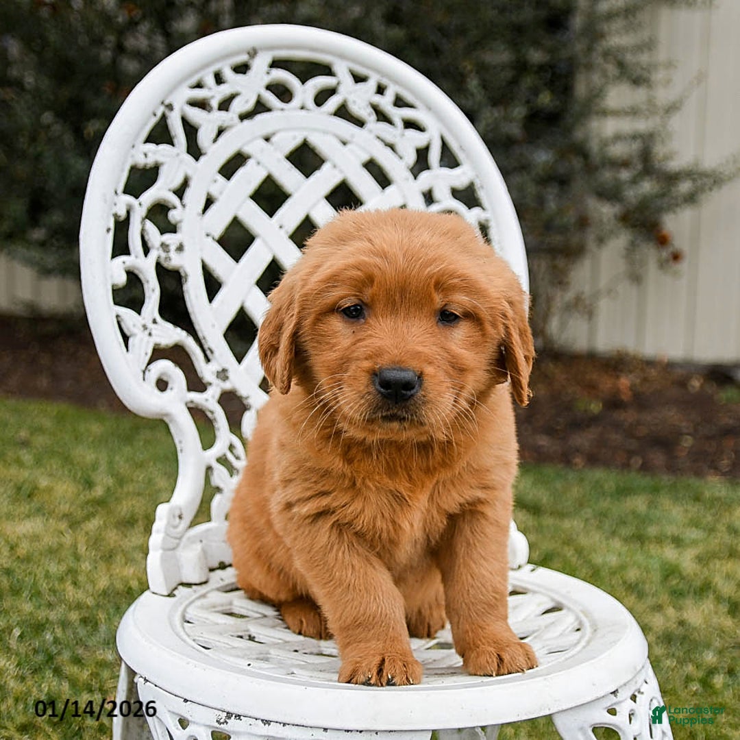 Golden Retriever dogs for sale: Pippi - Ad 4