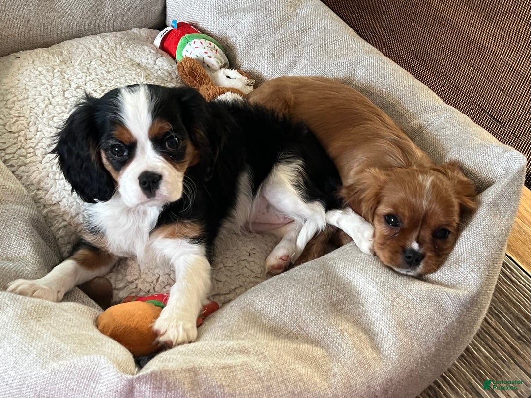 Cavalier King Charles Spaniel dogs for sale: Cavalier King Charles Spaniel Puppy 1 - Ad 2