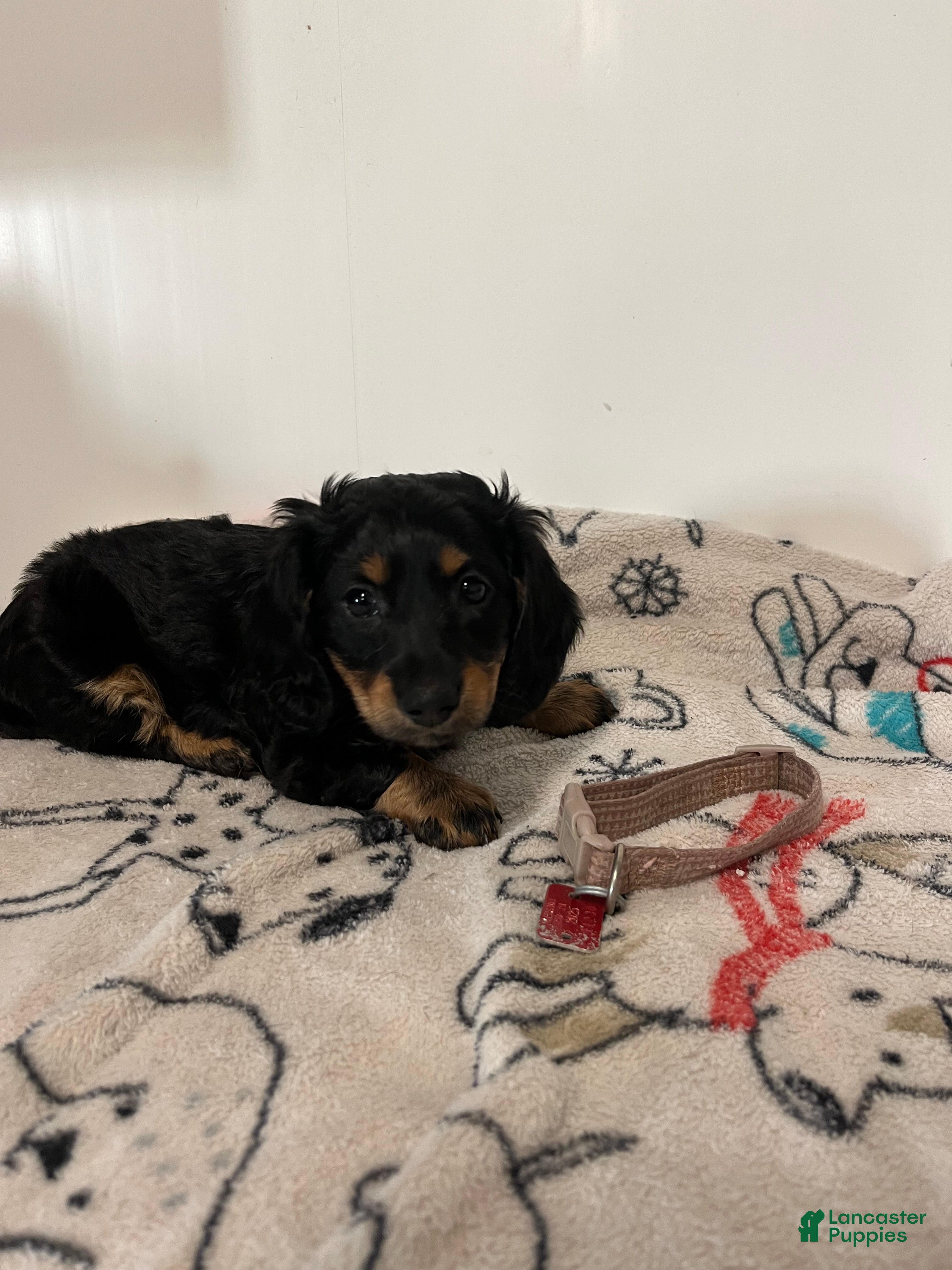 Miniature Dachshund dogs for sale:  Millie - Ad 1