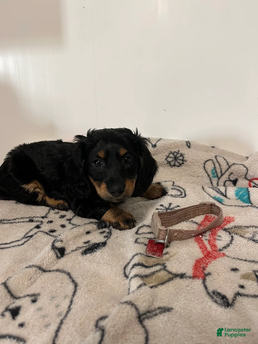 Miniature Dachshund dogs for sale:  Millie - Ad 1