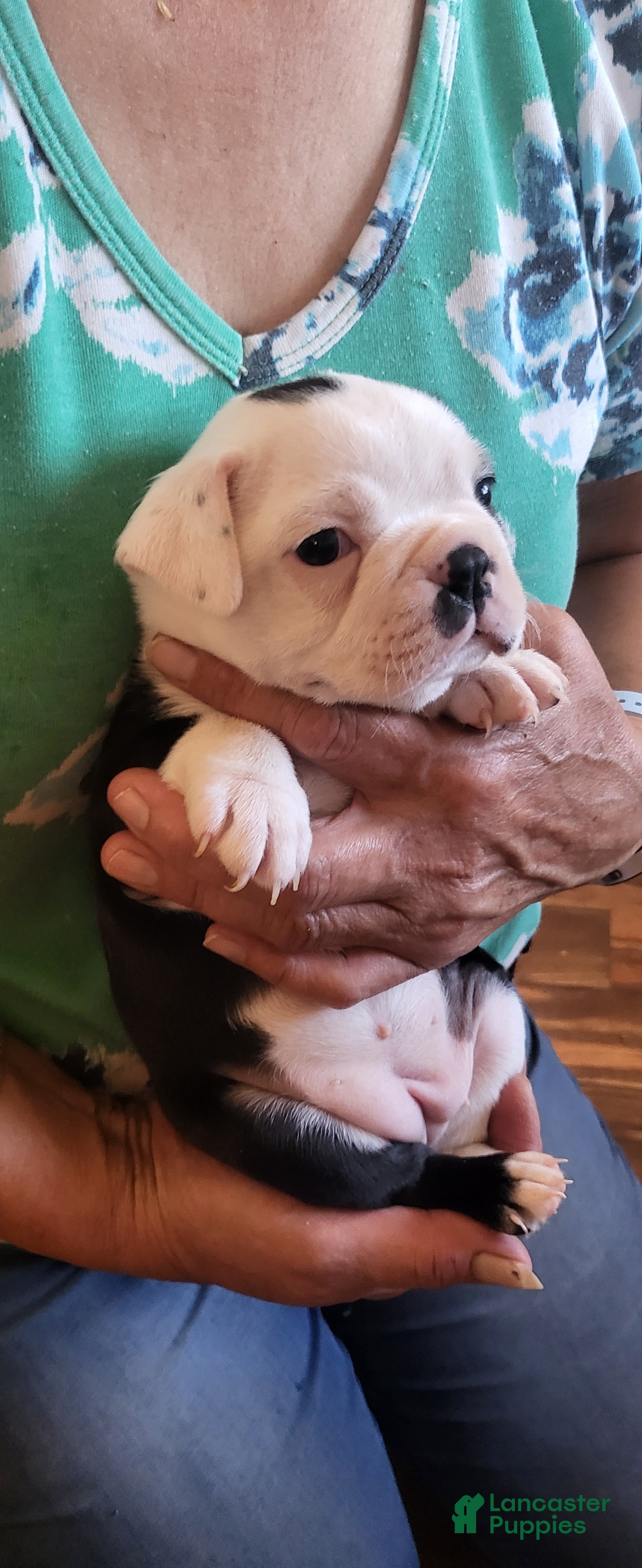 Boston Terrier dogs Boston Terrier 2 - Ad 2
