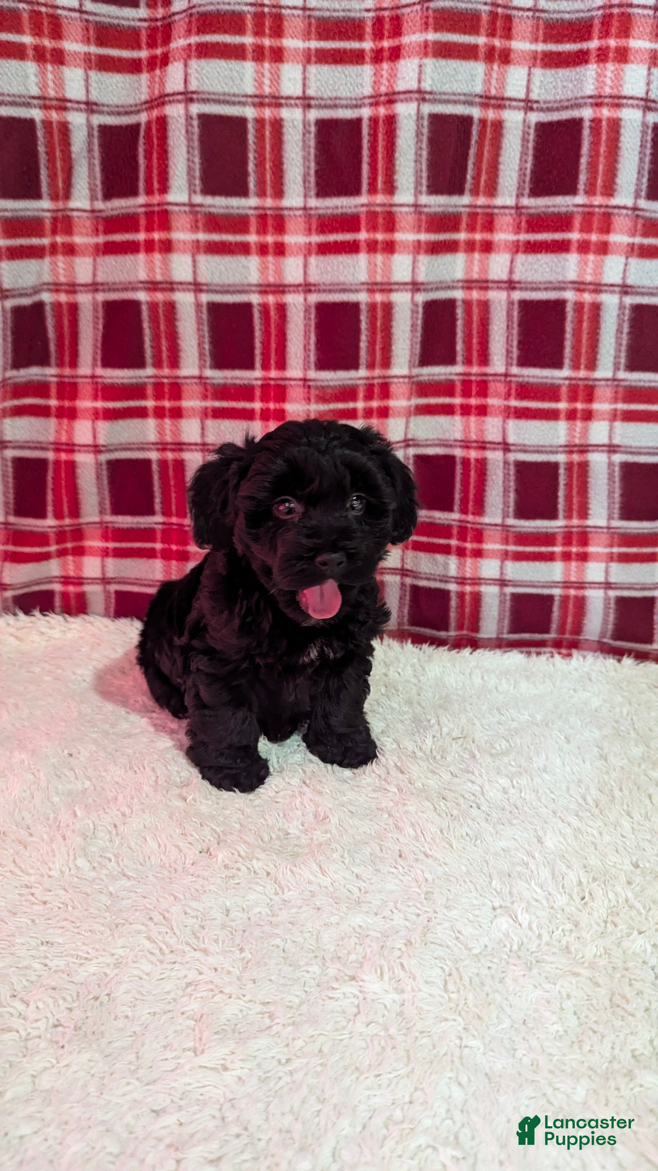 Yorkiepoo dogs Axel - Ad 2