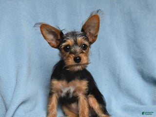 Mixed Breed dogs Cinderella - Ad 20