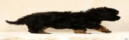 Mini Bernedoodle dogs for sale: Remi - Ad 9