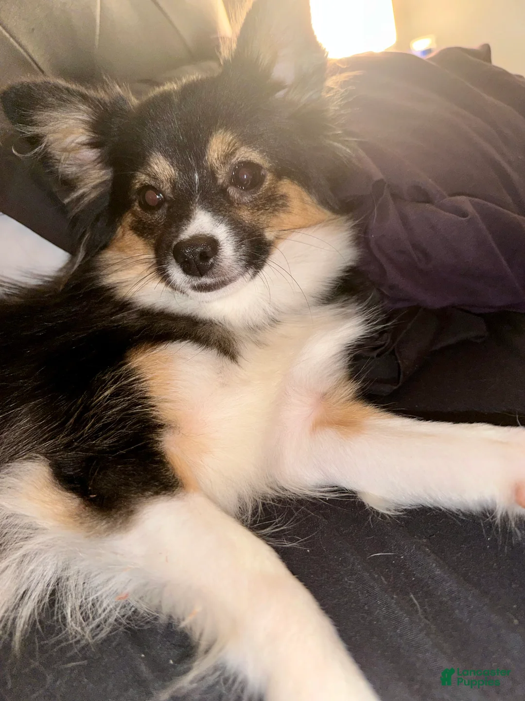 Mixed Breed dogs for sale: Oliver - Ad 6