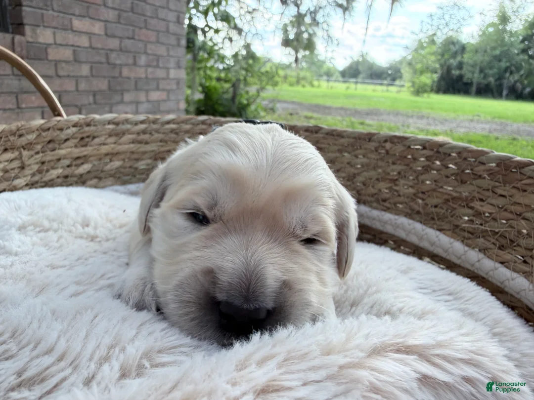 Golden Retriever dogs for sale: Bali of Avalon - Ad 1