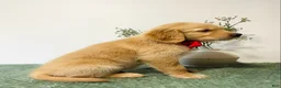 Golden Retriever dogs for sale: Charlie - Ad 4